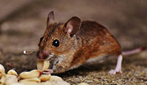 24 Hour & Emergency Exterminators in Apache Jct, AZ